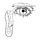 anatomy of the human eye - side view